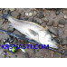 Спиннинг Yamaga Blanks Early for SeaBass